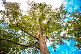 How Our Tree Care Process Works  in  Oregon, WI