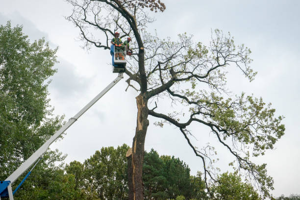 Best Tree Mulching  in Oregon, WI