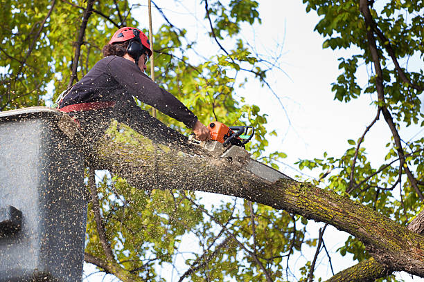 Best Storm Damage Tree Cleanup  in Oregon, WI